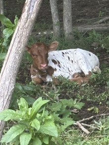 Mischief Bull calf
