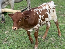 Cherry Bull calf