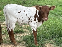 Mischief Bull calf