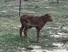 Shadley Bull calf