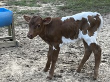 Lily Mae Bull calf