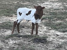 Belle Bull calf